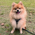 Comfort Dog Harness and Leash set
