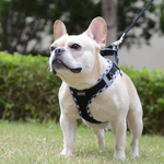 Comfort Dog Harness and Leash set